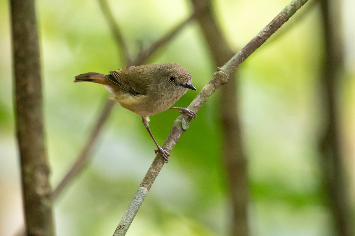 Mountain Thornbill - ML646825939