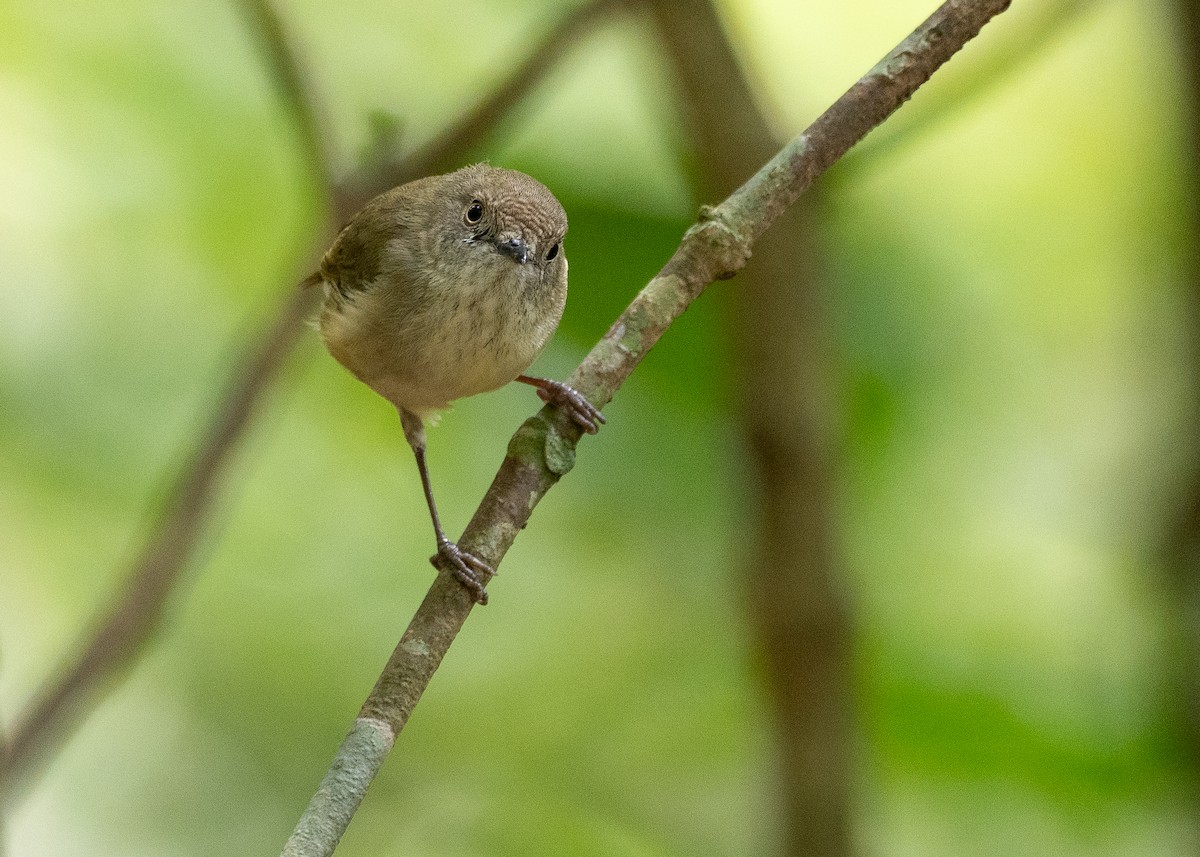 bergtornsmett - ML646825940