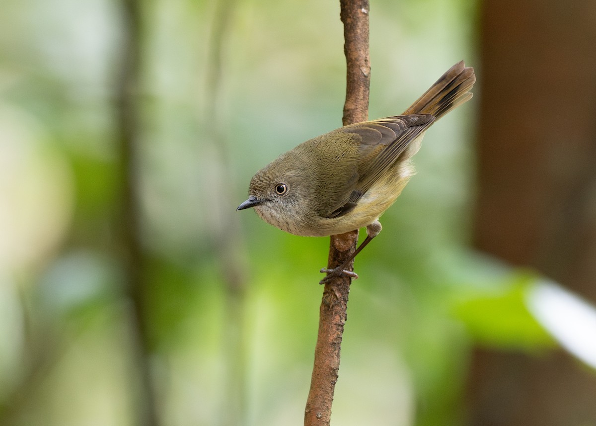 bergtornsmett - ML646825941