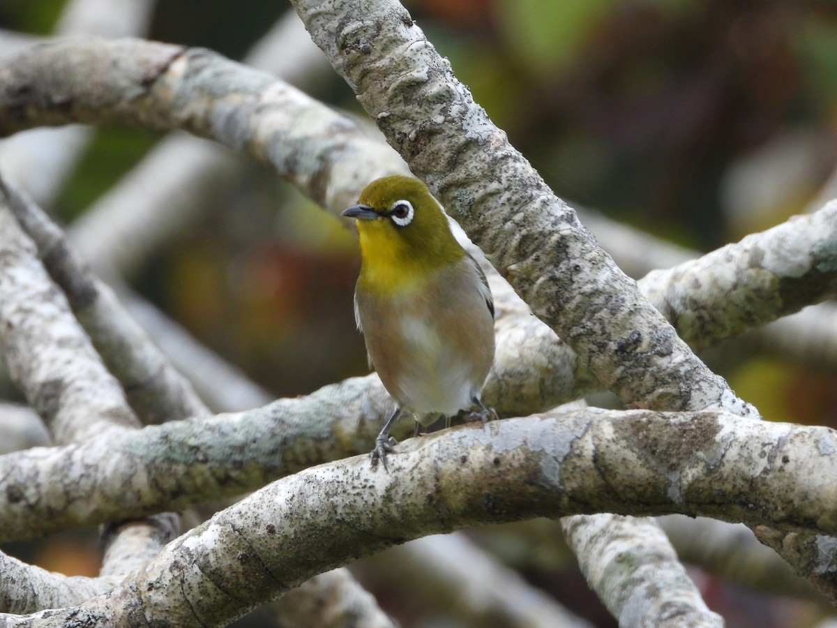 Warbling White-eye - ML646825942