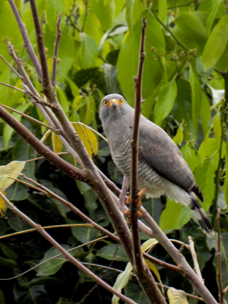 Roadside Hawk - ML646825943