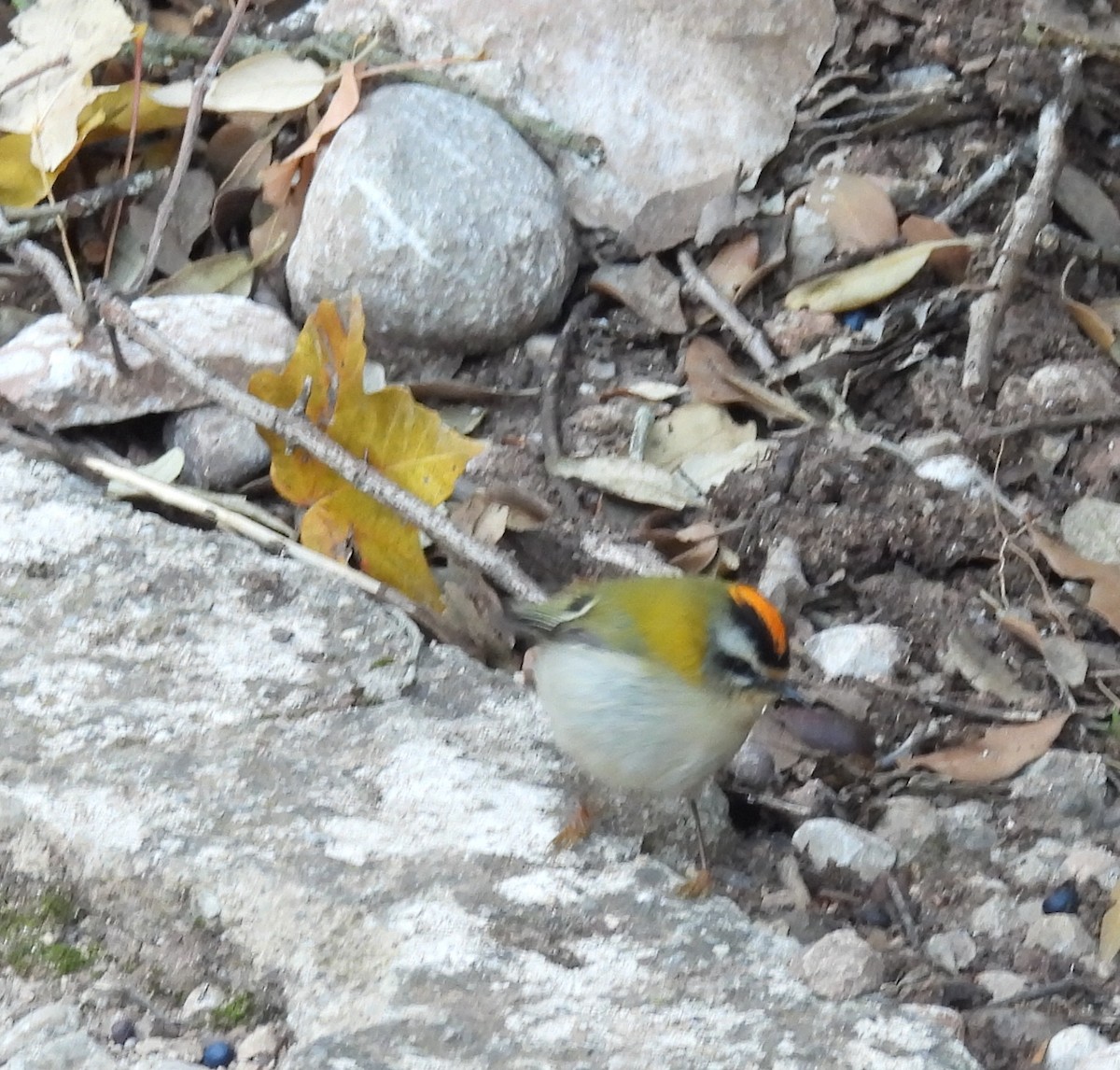 מלכילון לבן-גבות - ML646825944