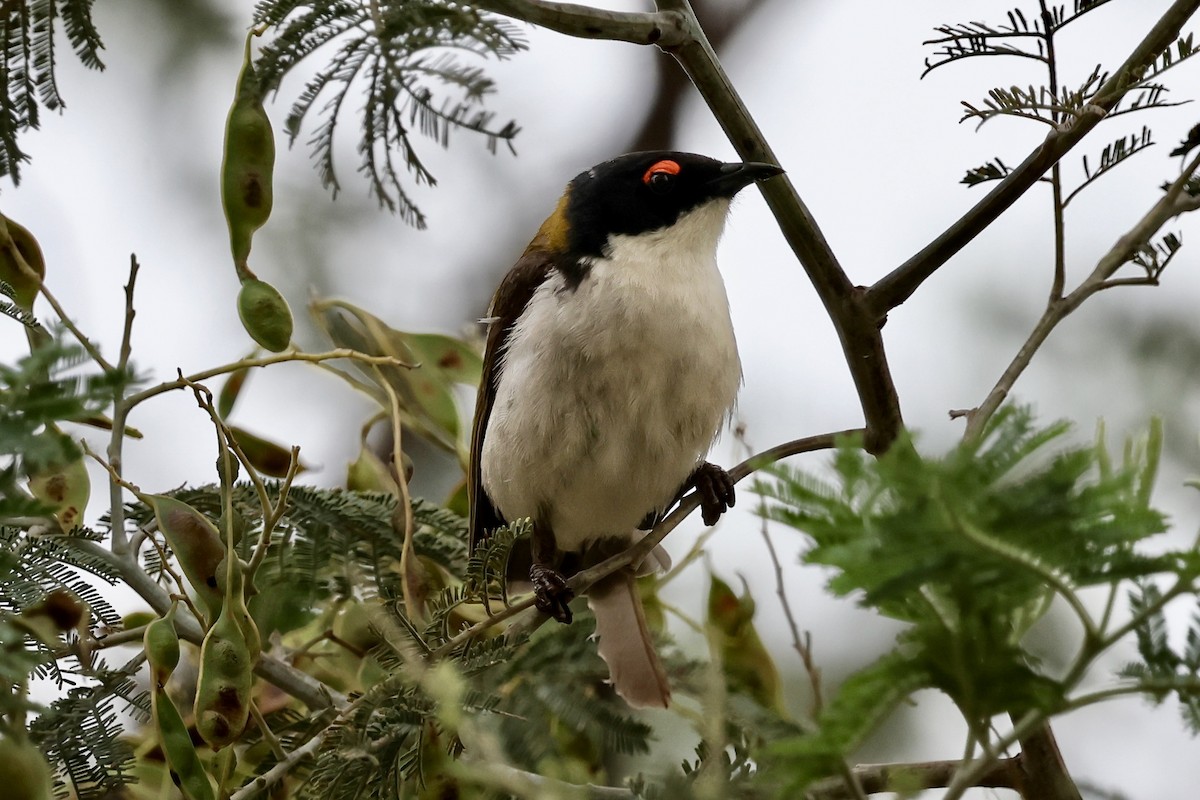 White-naped Honeyeater - ML646825945