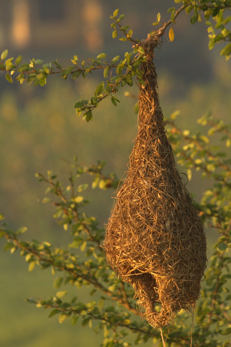 Baya Weaver - ML646825946