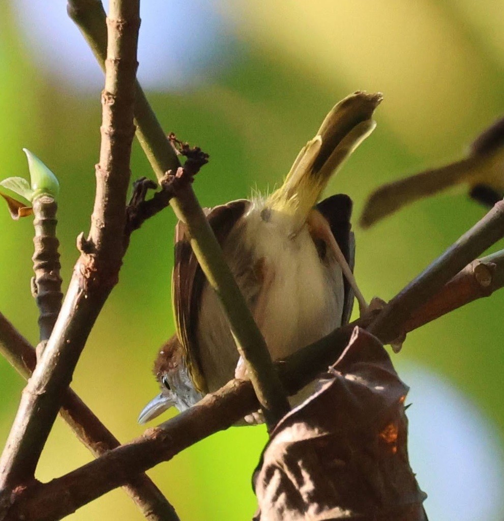 Dark-necked Tailorbird - ML646825951