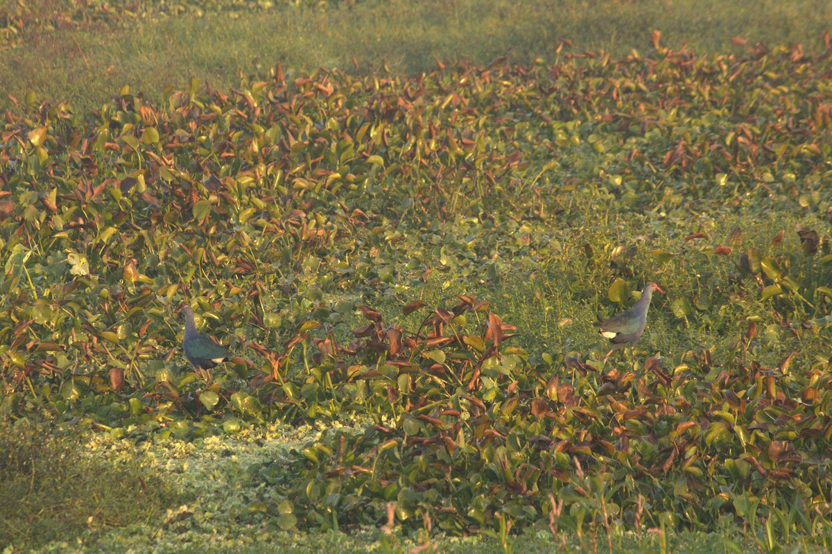 פורפיריה אפורת-ראש - ML646825952