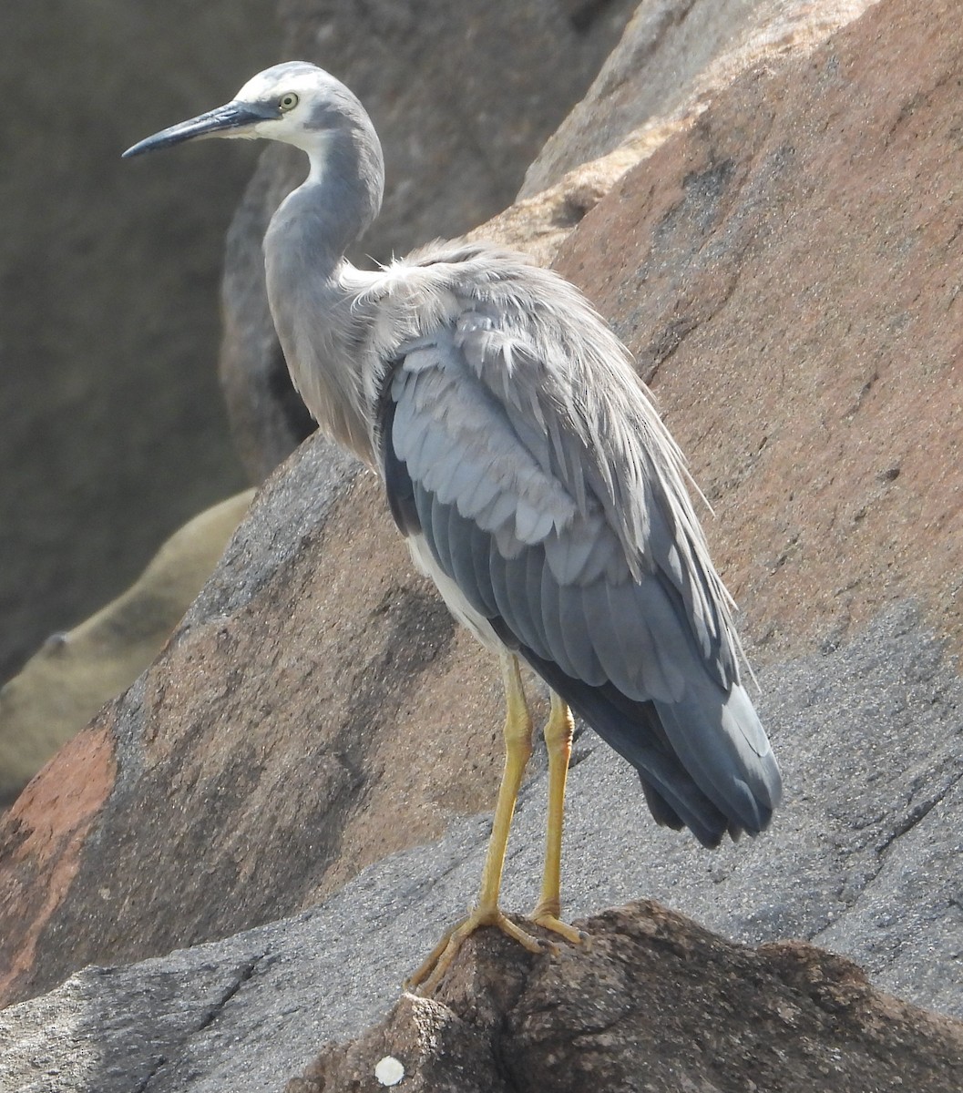 Белолицая цапля - ML646825953