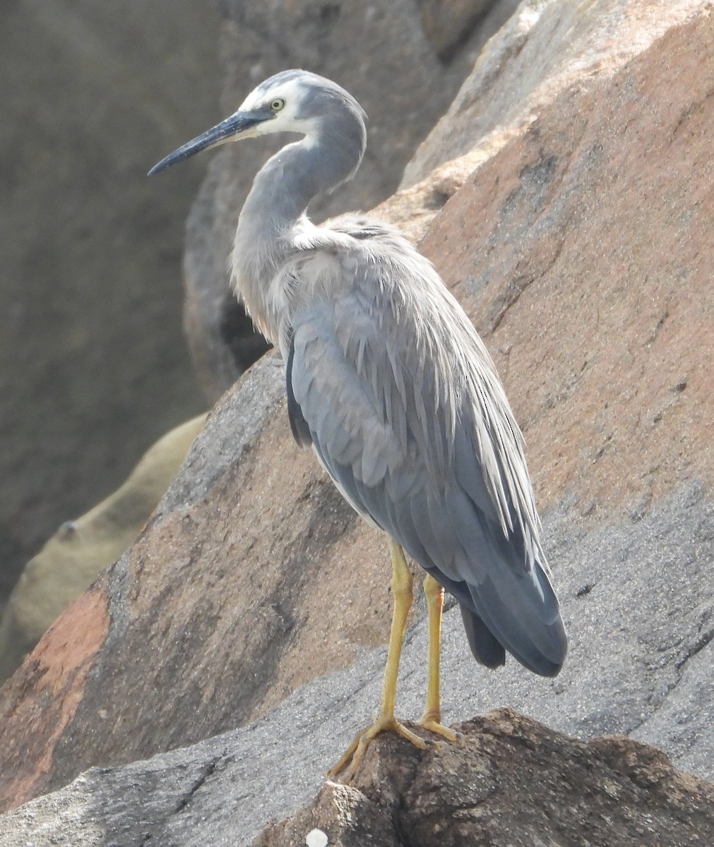 Белолицая цапля - ML646825954