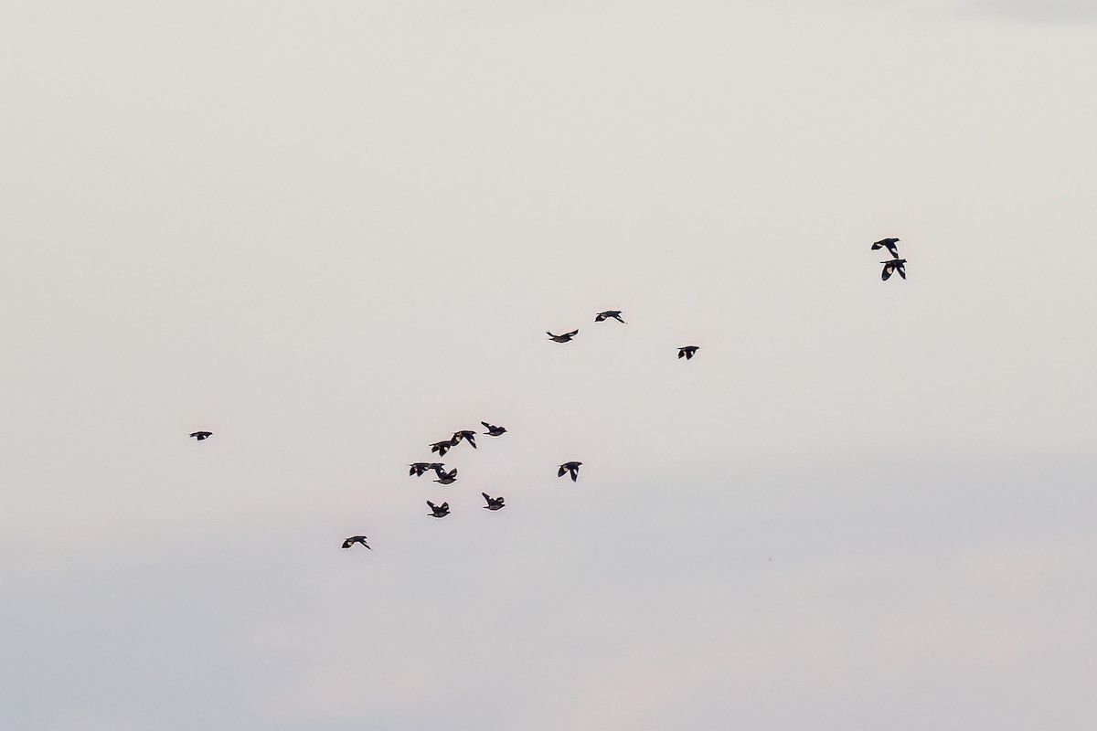 Jungle Myna - ML646825955