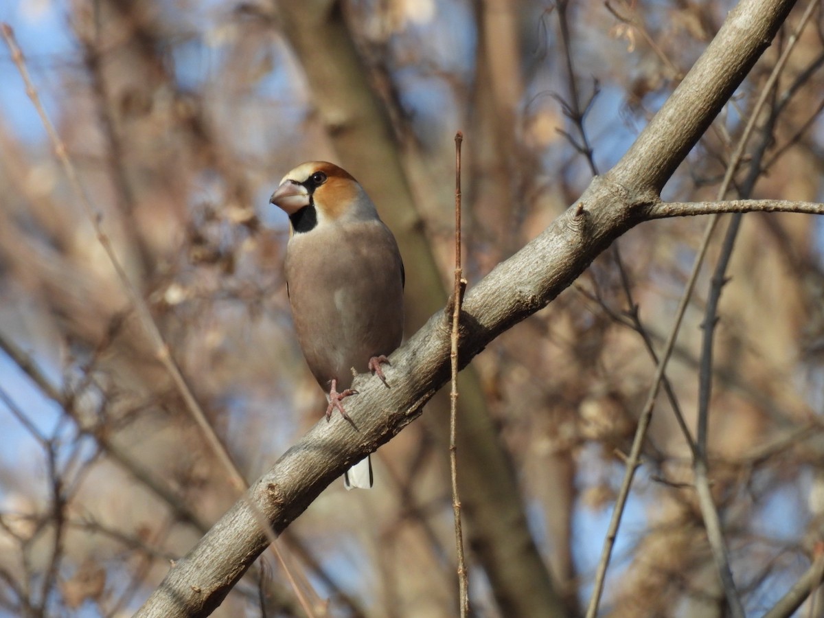 Frosone - ML646825957