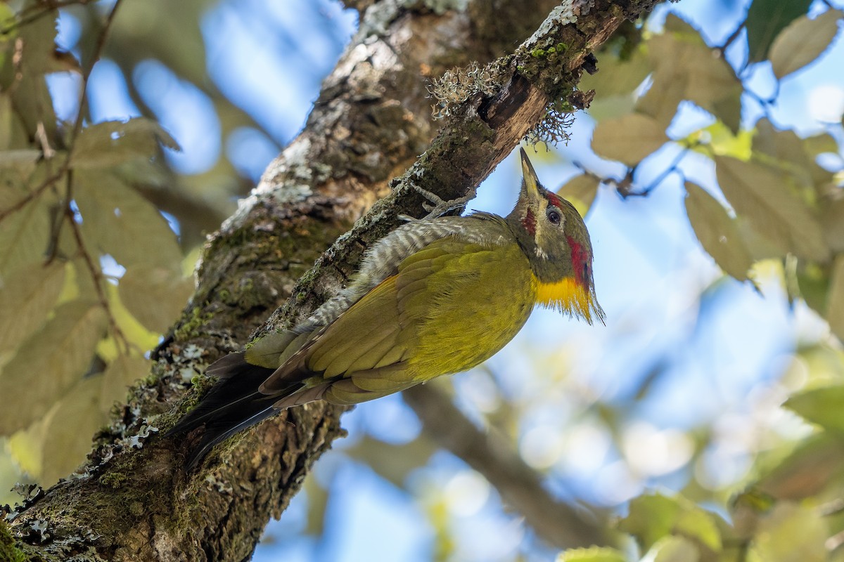 ildnakkespett - ML646825958