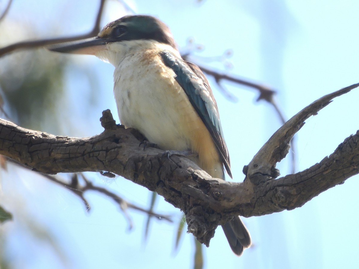 Martin-chasseur sacré (sanctus) - ML646825959