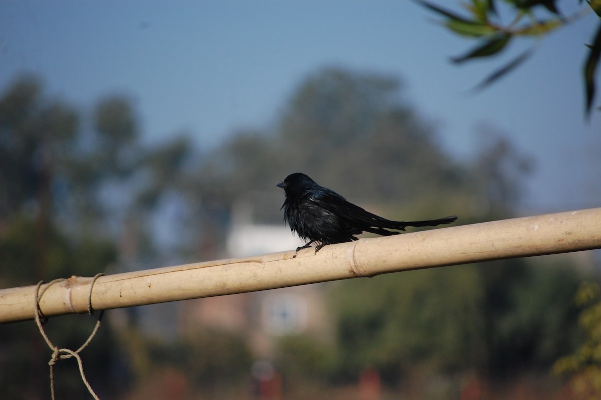 Black Drongo - ML646825960