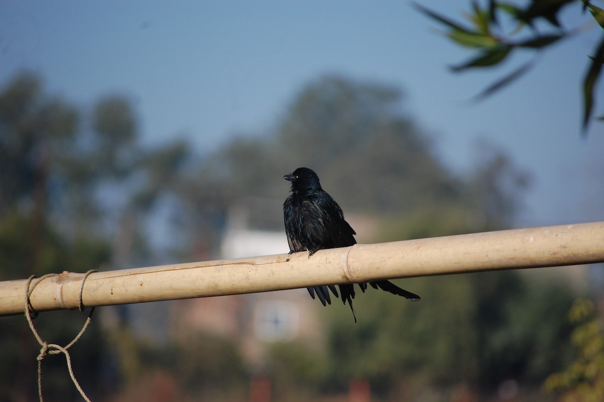 Black Drongo - ML646825961