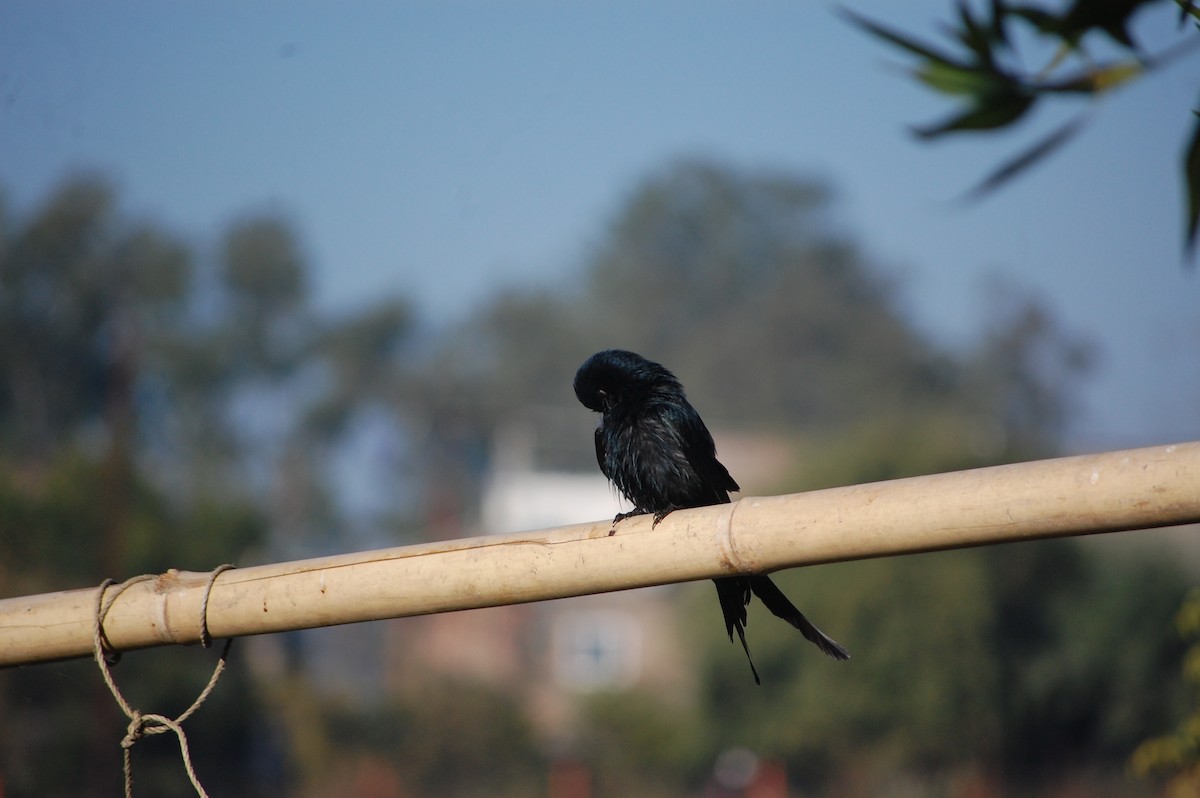 Black Drongo - ML646825962