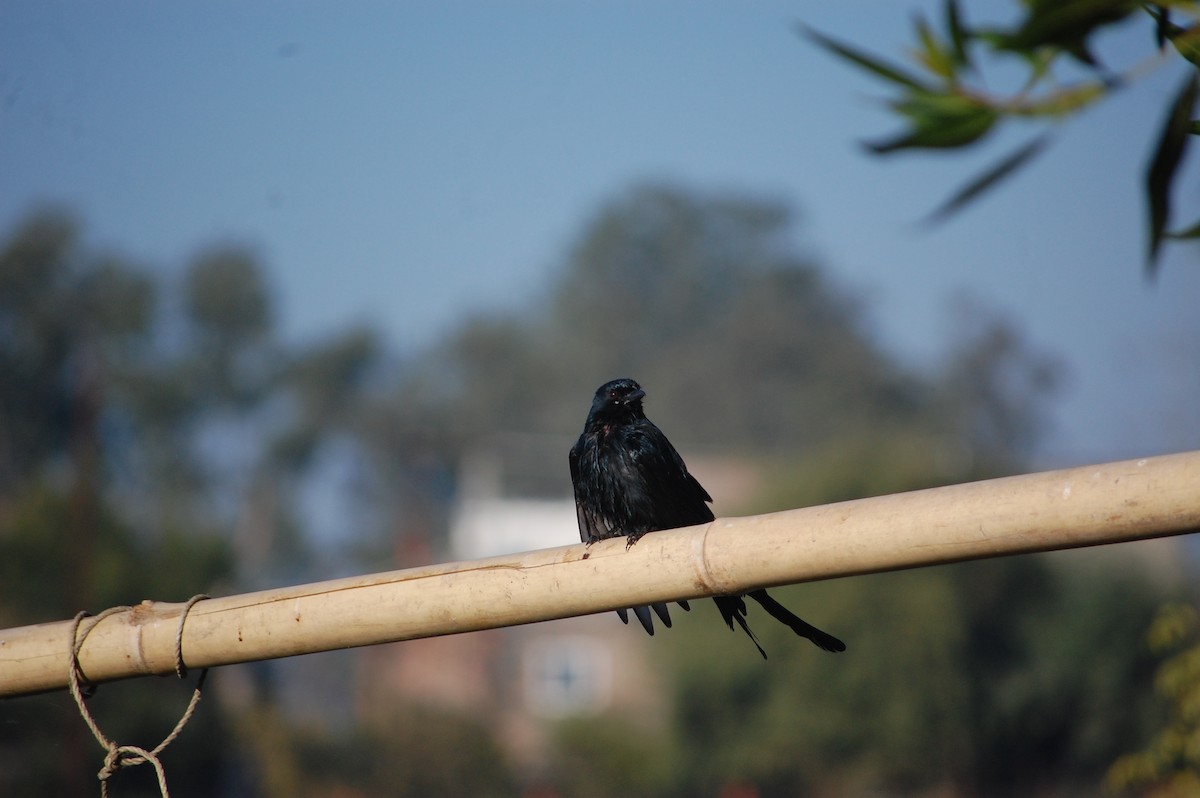 Black Drongo - ML646825963