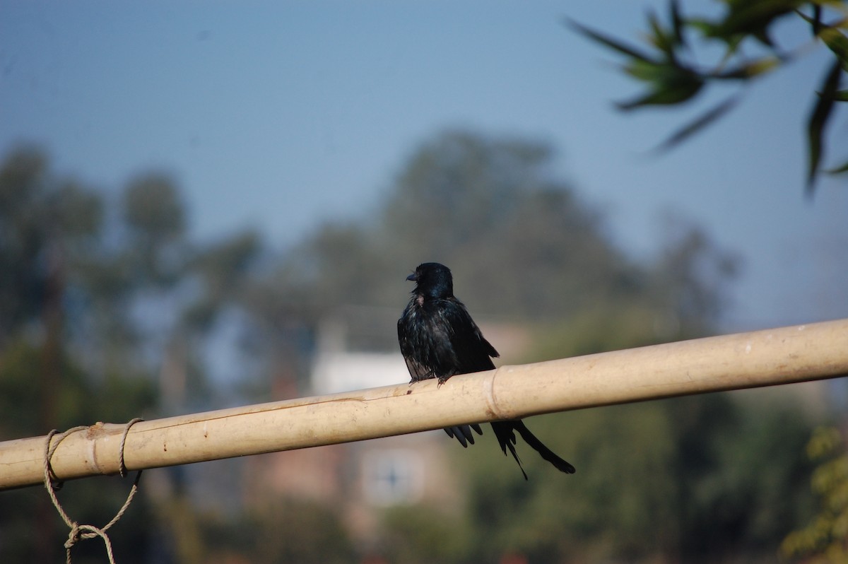 Black Drongo - ML646825964