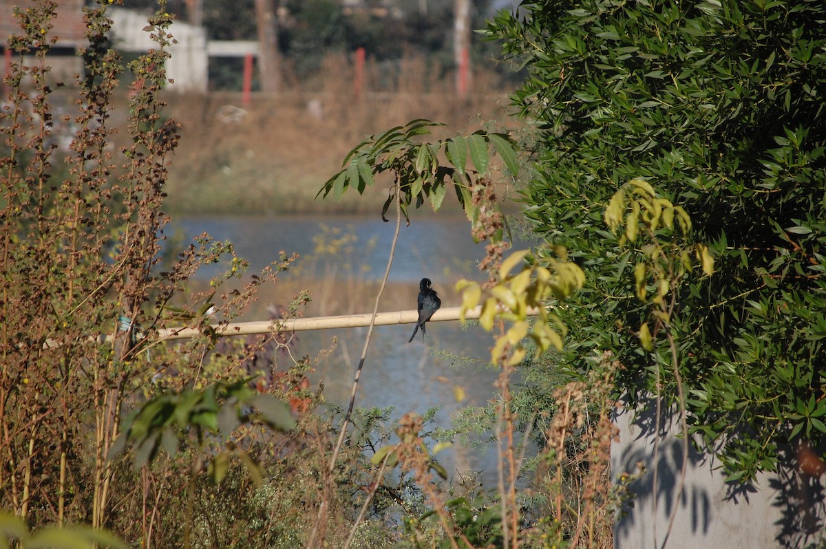 Black Drongo - ML646825965