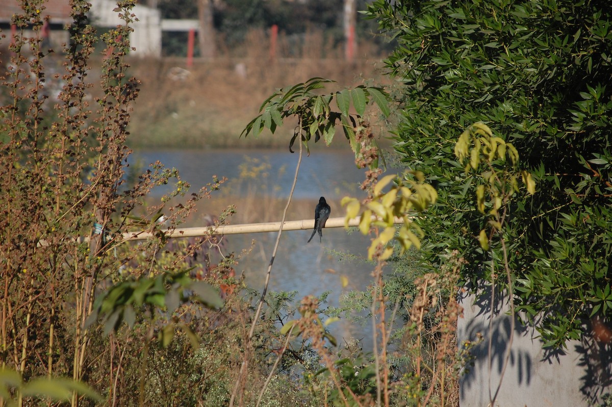 Black Drongo - ML646825966