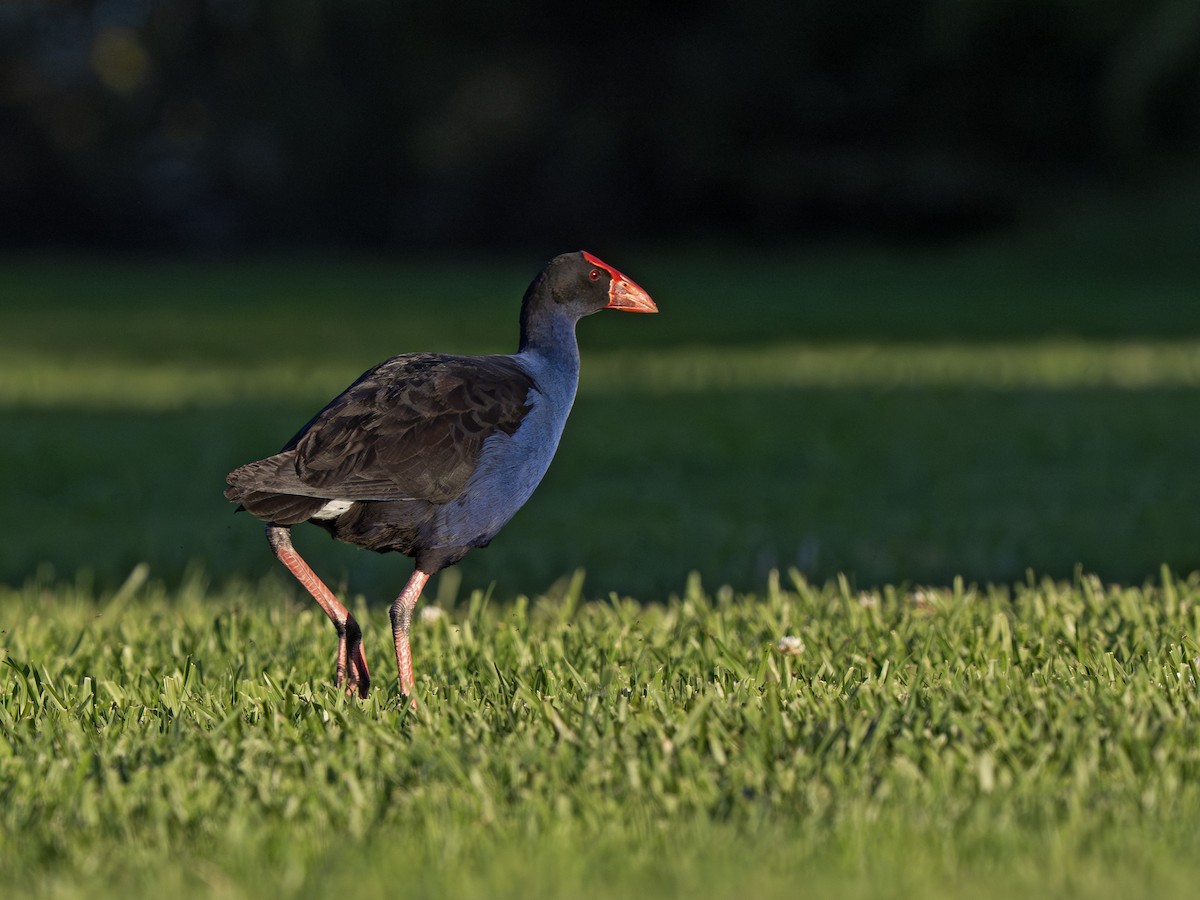 Australasian Swamphen - ML646825967