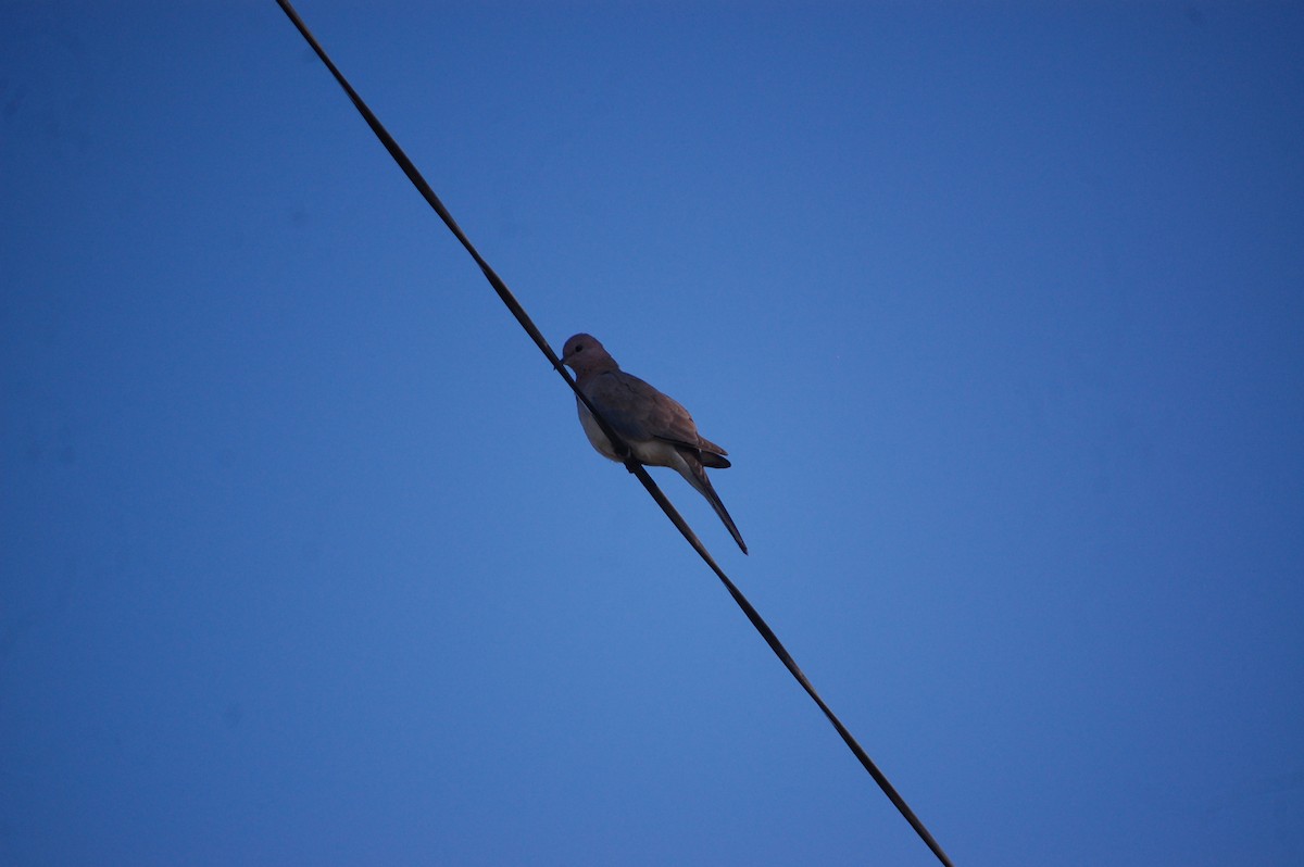 צוצלת - ML646825969