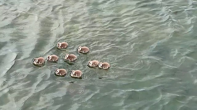 falklandsskovleand - ML646825972