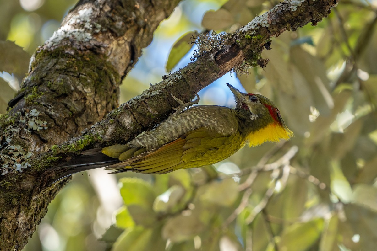 ildnakkespett - ML646825974