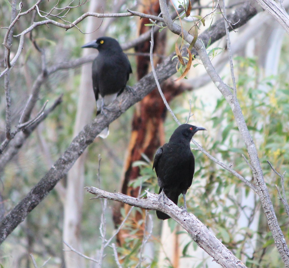 White-winged Chough - ML646825975