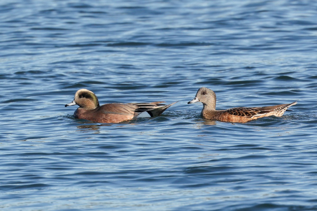 American Wigeon - ML646825976