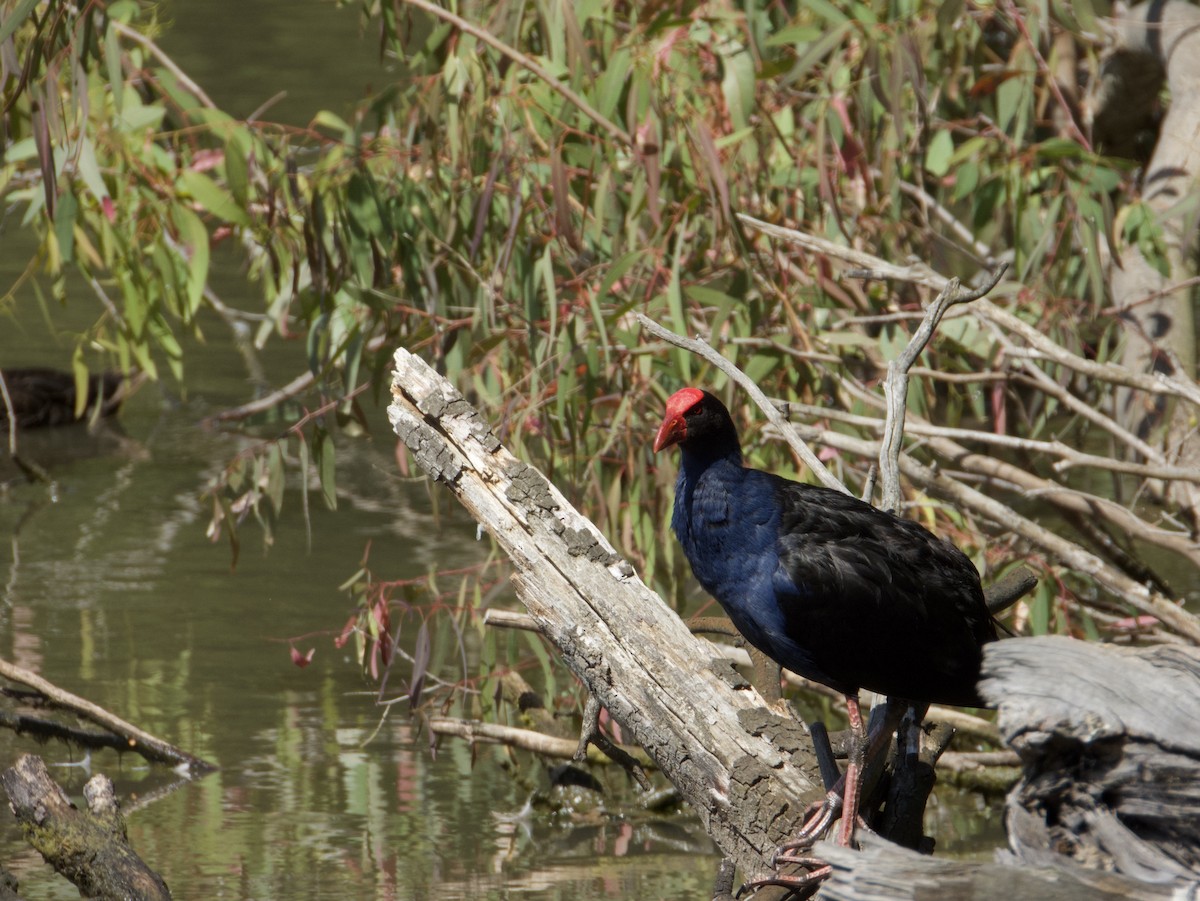 Australasian Swamphen - ML646825978