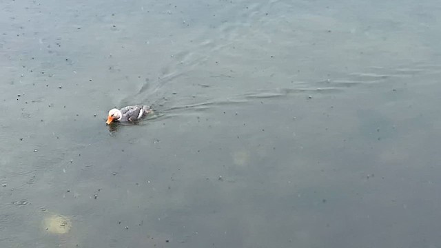 magellanskarv - ML646825979