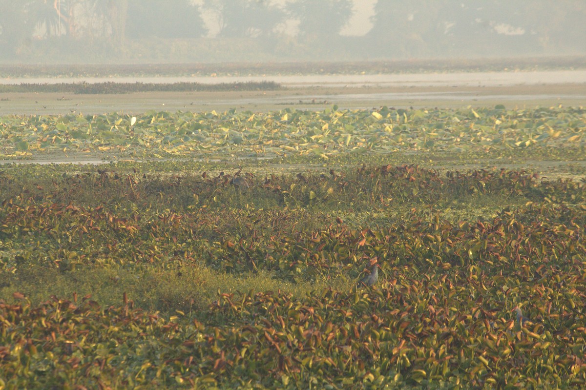 Purple Heron - ML646825980