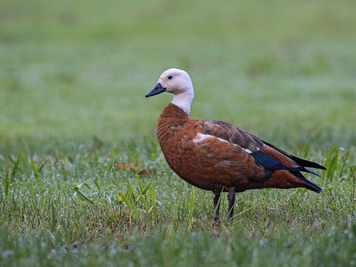 Paradise Shelduck - ML646825981
