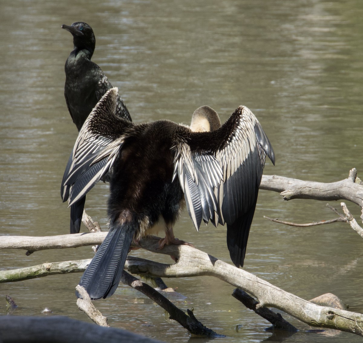 Australasian Darter - ML646825983