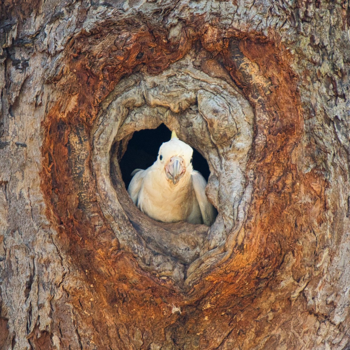 Cacatúa Galerita - ML646825984
