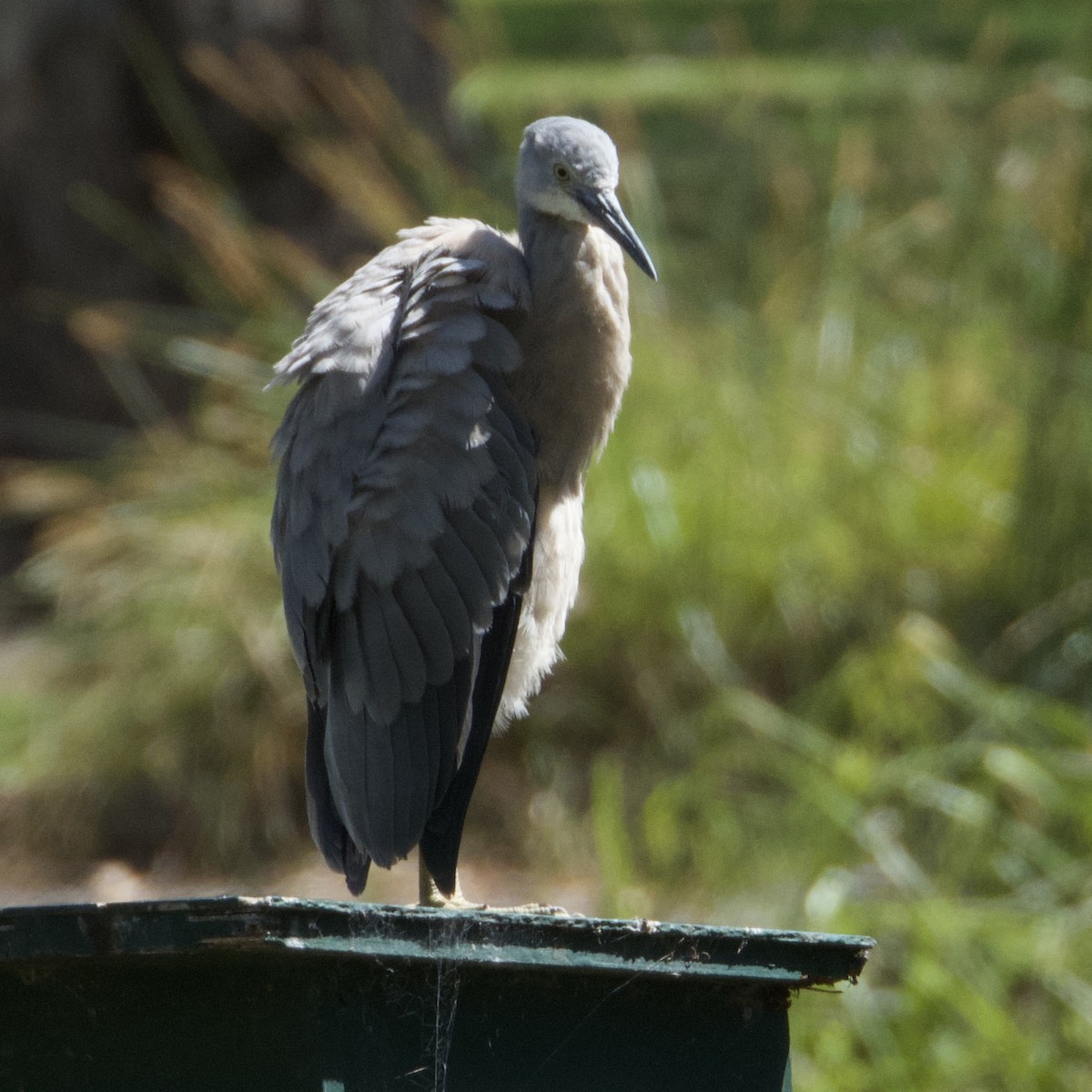 White-faced Heron - ML646825987