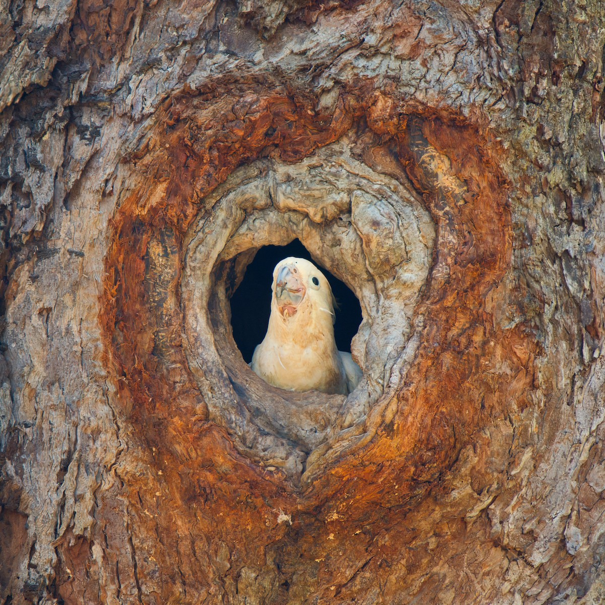 Cacatúa Galerita - ML646825990