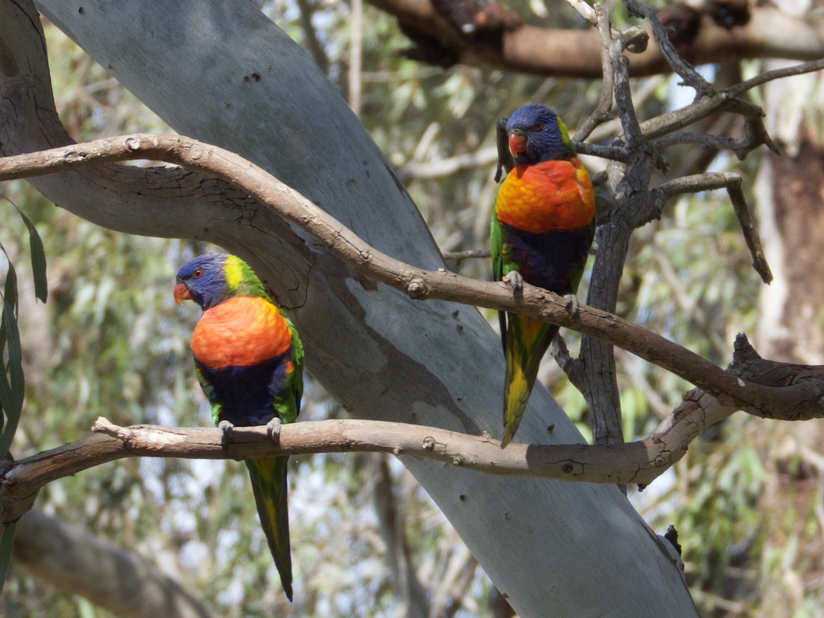 Rainbow Lorikeet - ML646825991