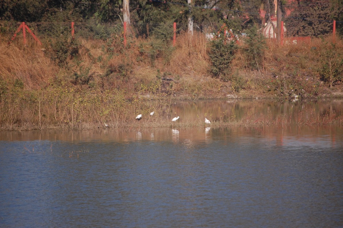 Medium Egret - ML646825992