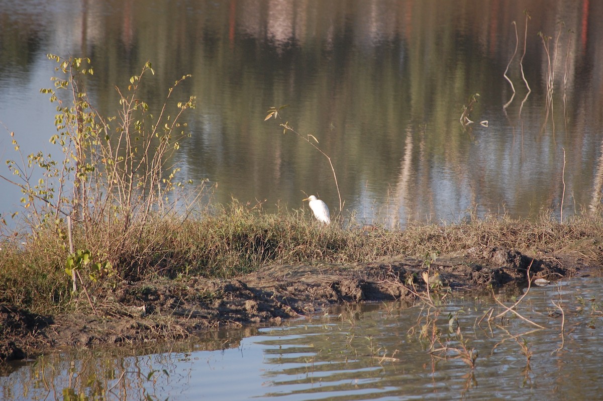 Medium Egret - ML646825993