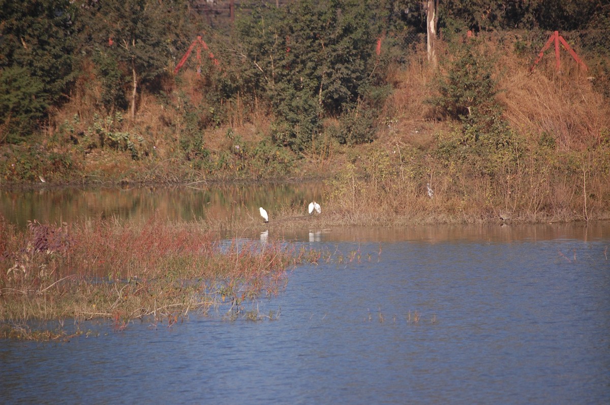 Medium Egret - ML646825994