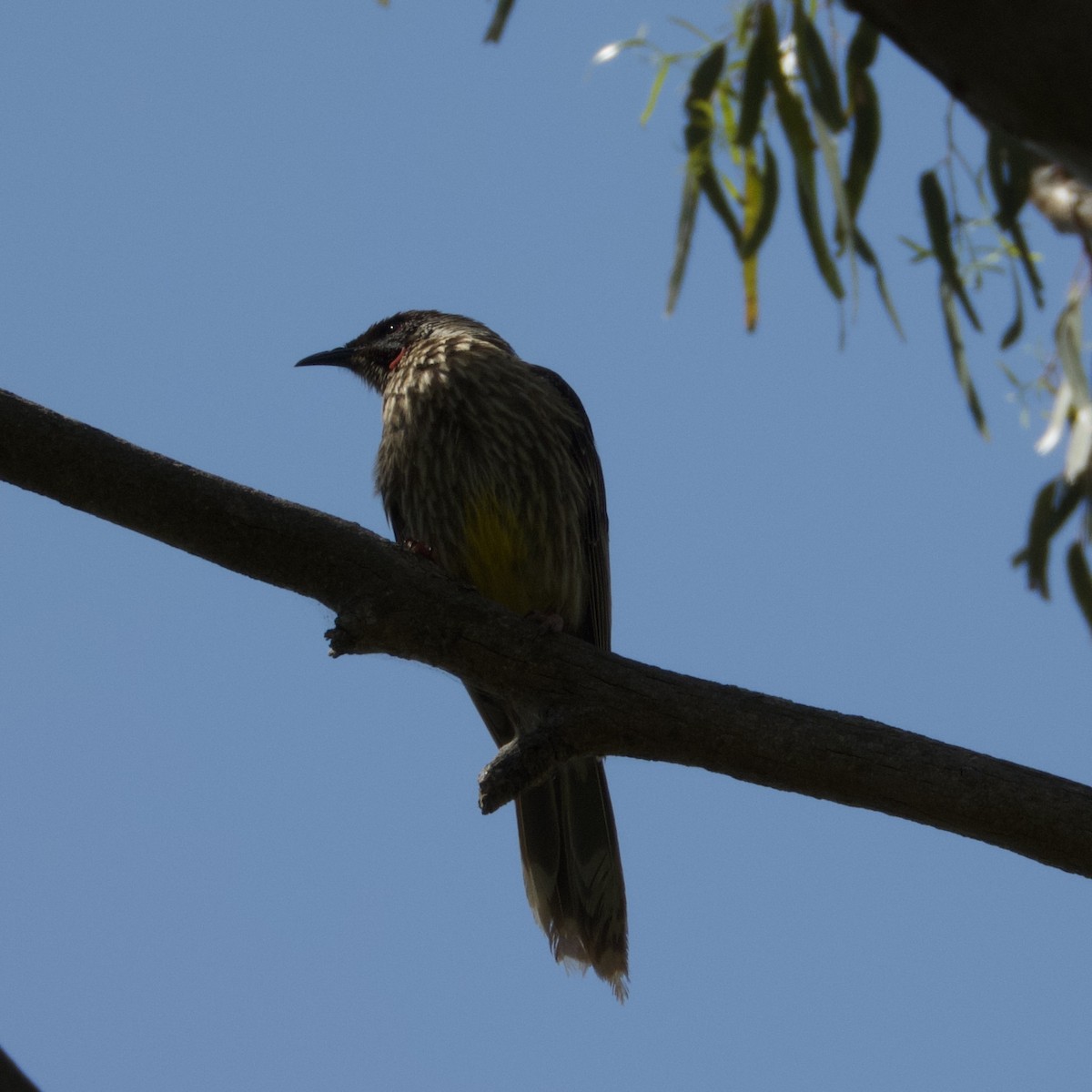 Red Wattlebird - ML646825995