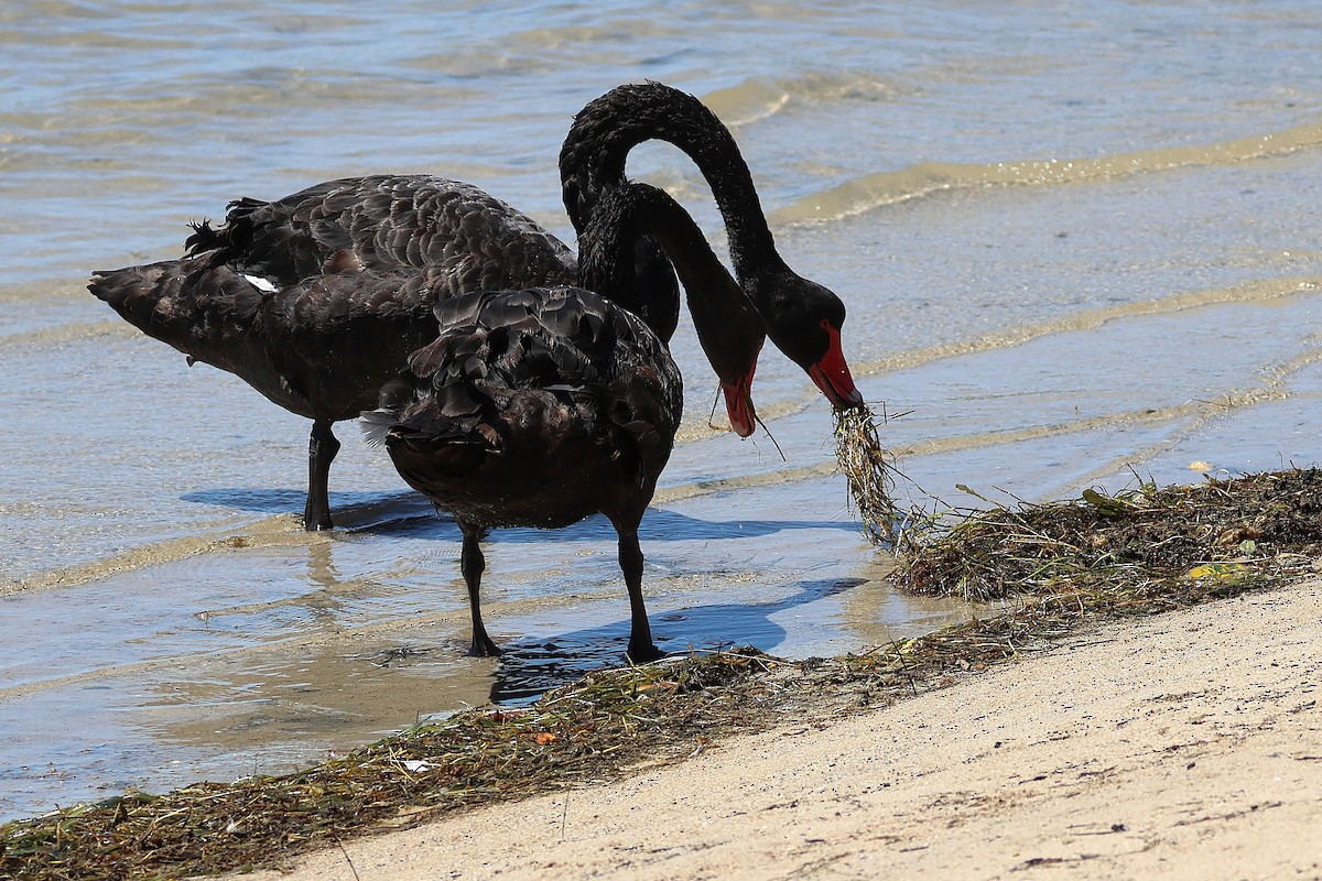 svartsvane - ML646825997