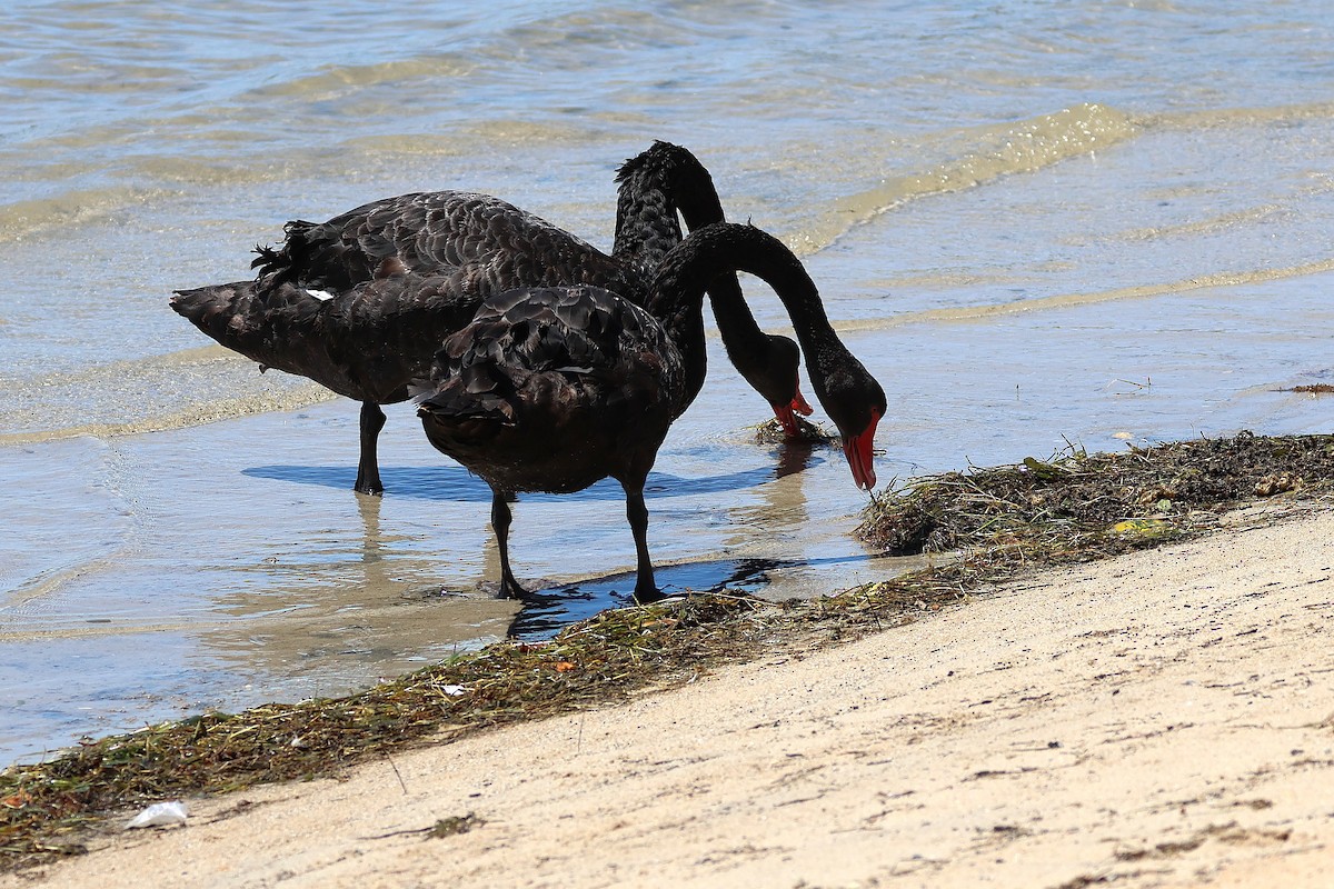 svartsvane - ML646825998