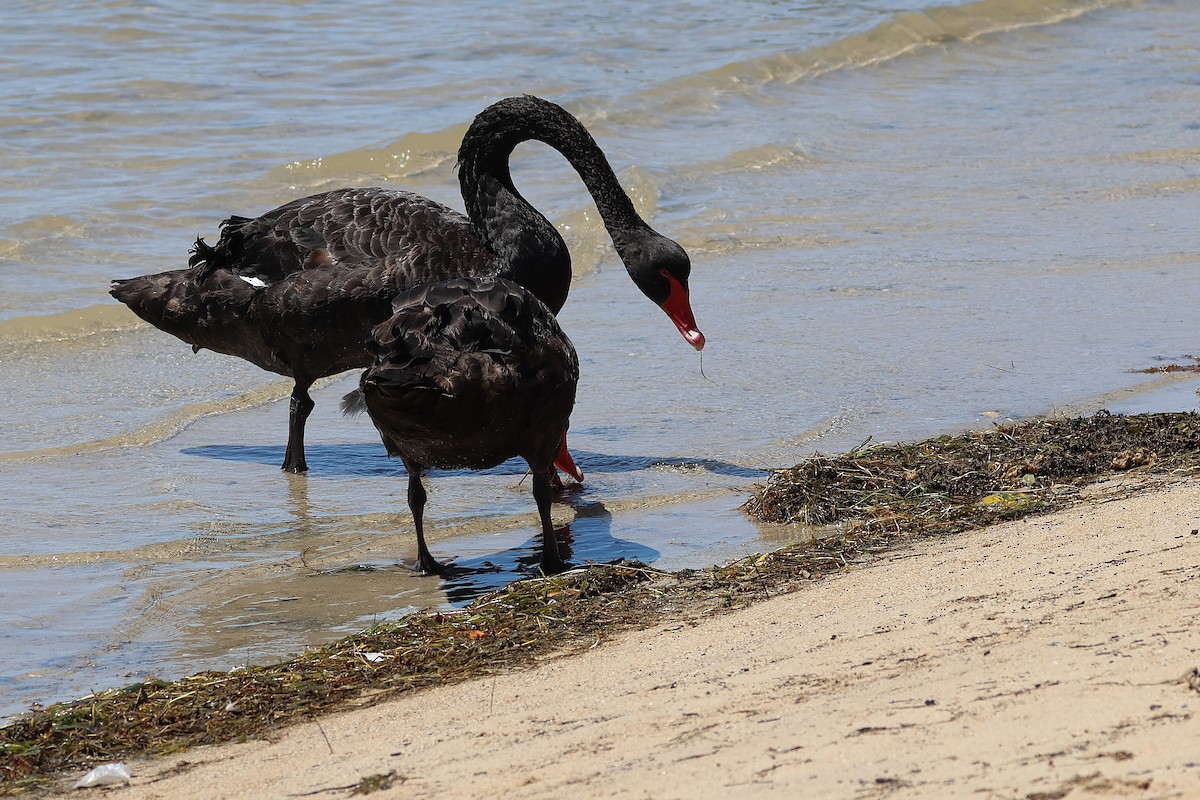 svartsvane - ML646825999