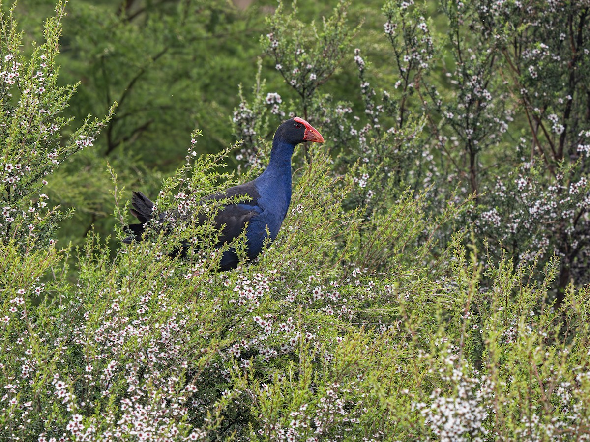 Australasian Swamphen - ML646826000
