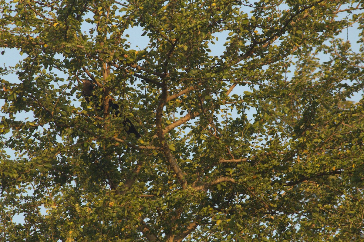 storsporegjøk - ML646826001