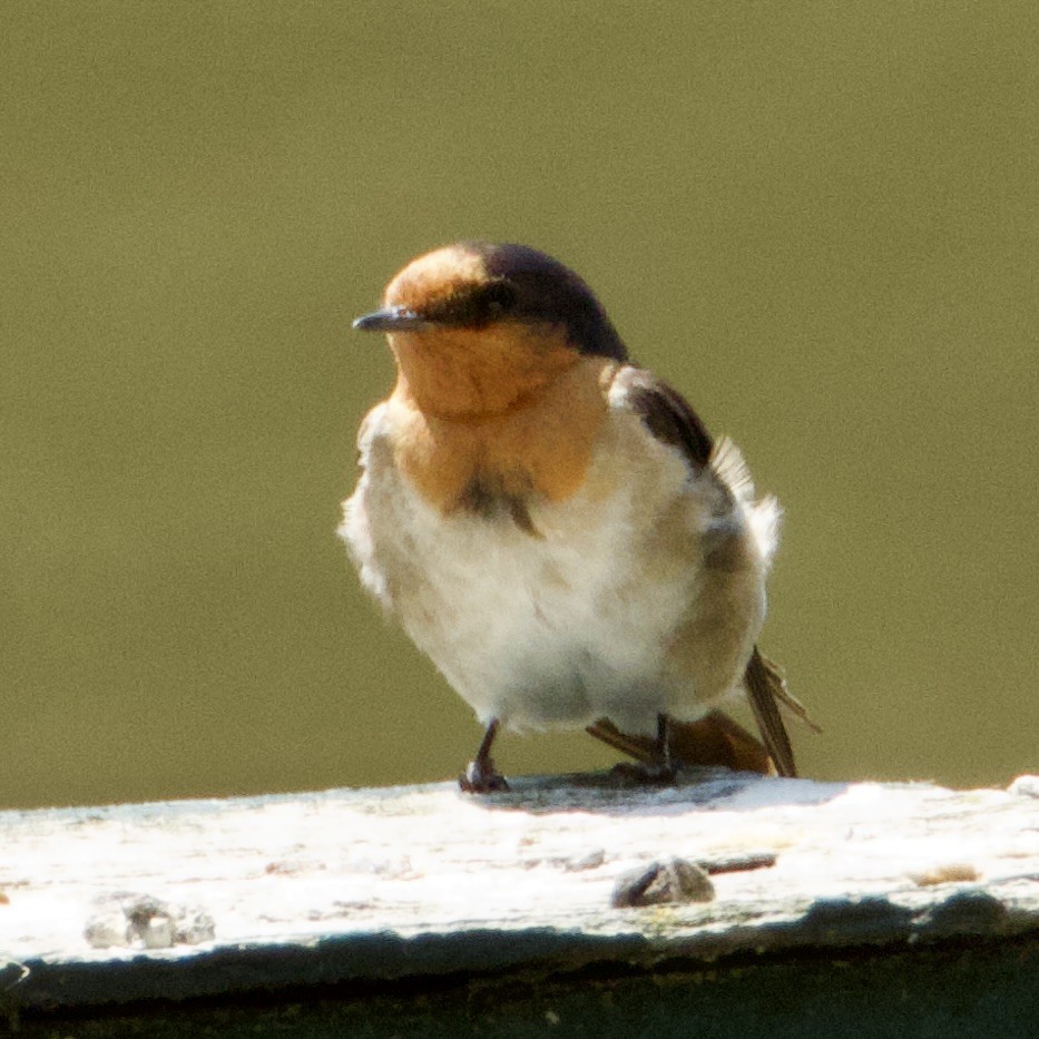 Welcome Swallow - ML646826002