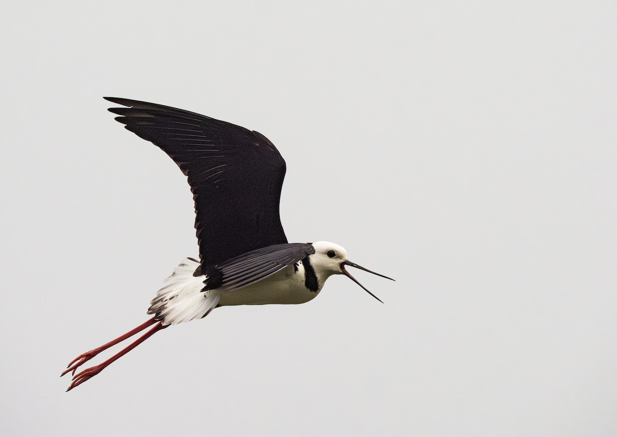 Pied Stilt - ML646826003