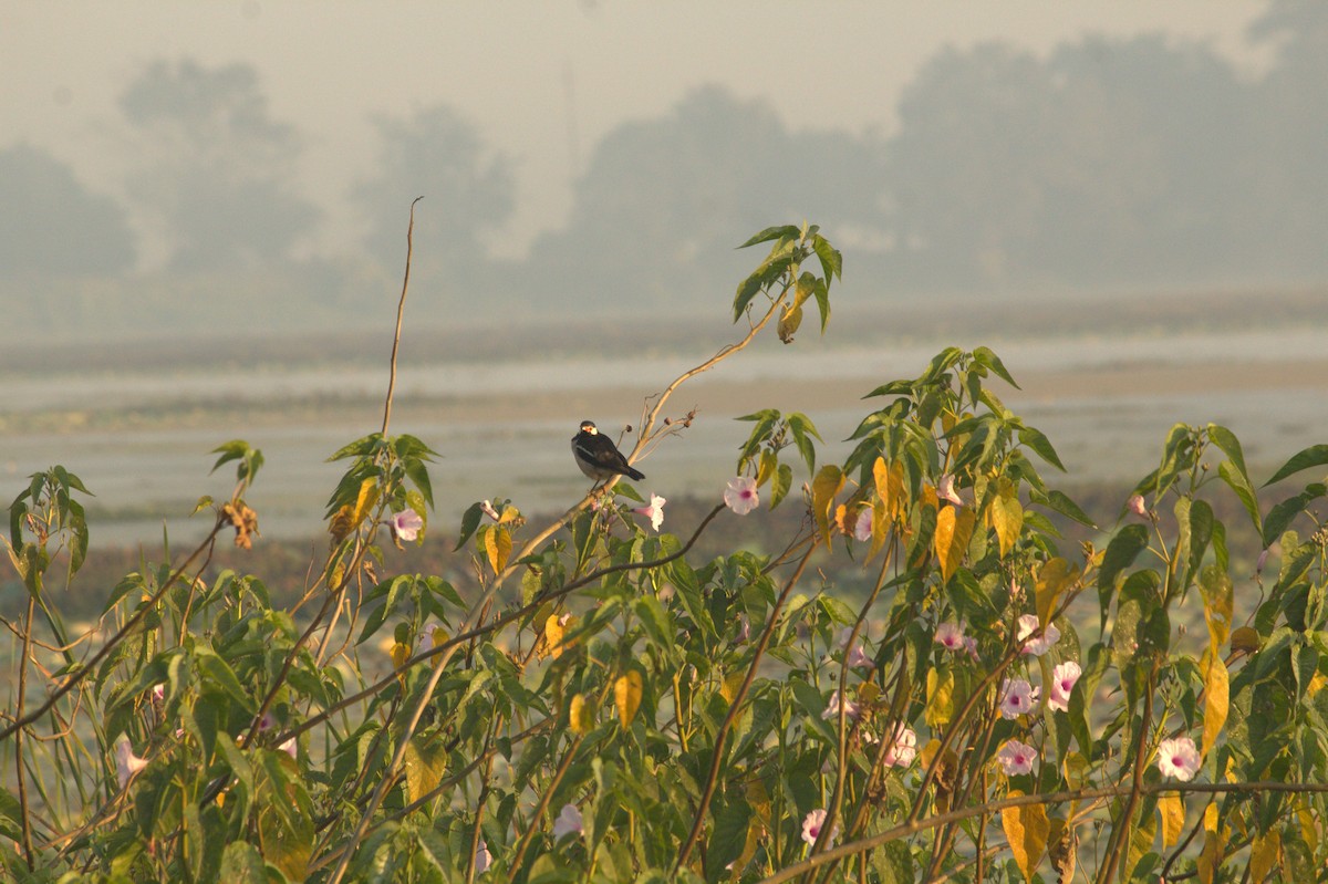 Indian Pied Starling - ML646826004